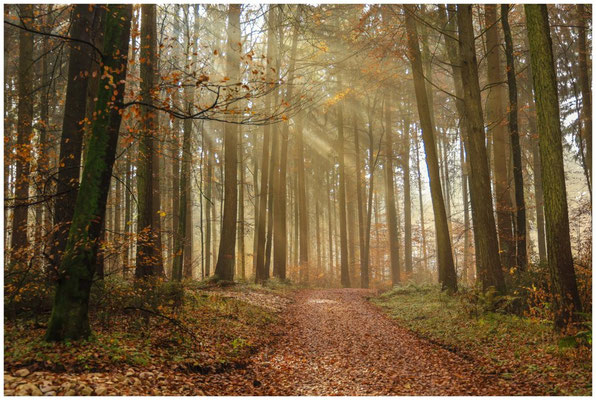 Leichter Nebel und Sonnenstrahlen 9060