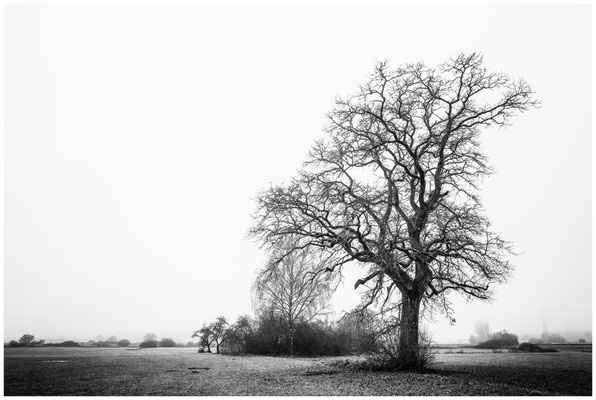 Landschaft im Heudorfer Ried s/w 9320