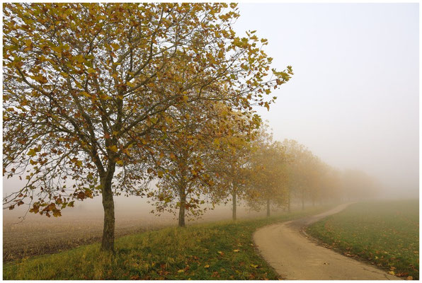Herbstliche Ahornbäume im Nebel 8894