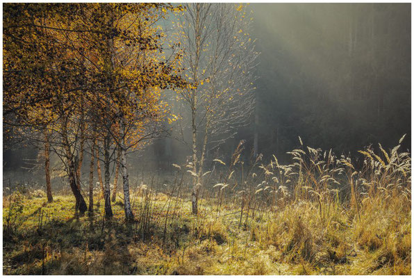 Birken und Gräser im Sonnenlicht 9270