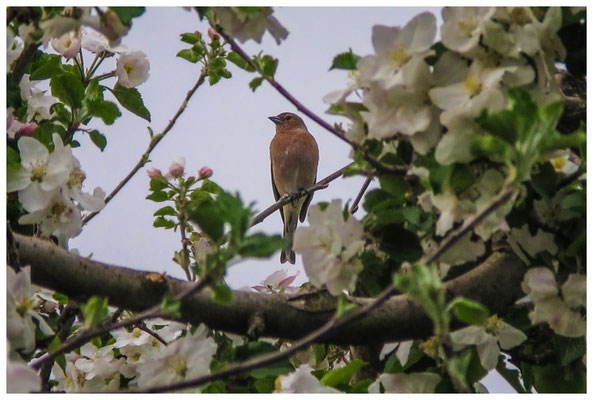 Buchfink auf blühendem Apfelbaum 3453