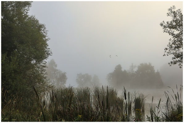 Uferlandschaft Schwackenreuter Seen 6891