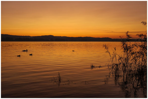 Morgendämmerung über dem Untersee 0679