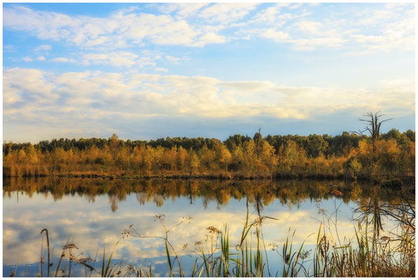 Uferlandschaft Schwenninger Moos 7660