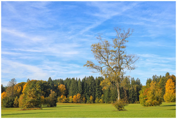 Herbst im Irndorfer Hardt 7970