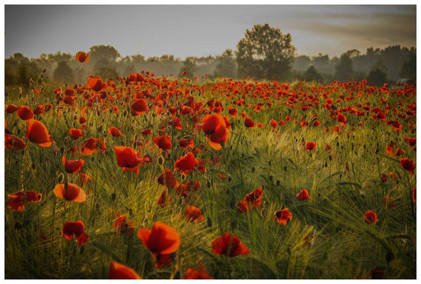 Klatschmohn 4869