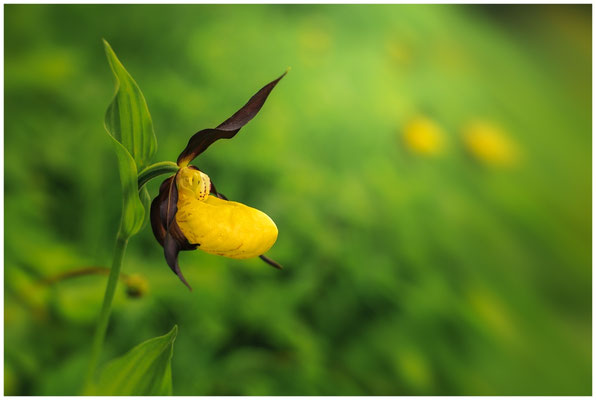 Gelber Frauenschuh (Cypripedium calceolus) 0060