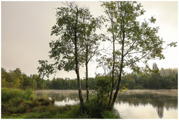 Uferlandschaft Schwackenreuter Seen 7100