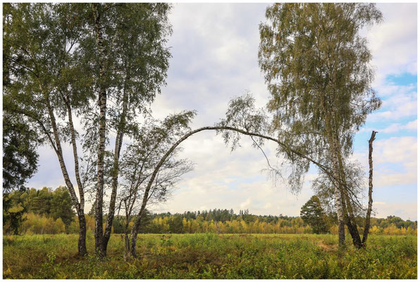 Landschaft mit Birken im Schwenninger Moos 7590