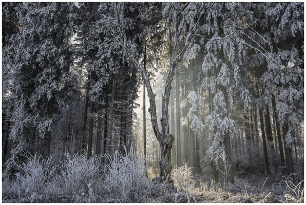 Winterwald 9568