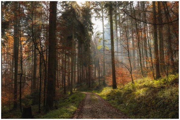 Herbstlicher Wald 9103