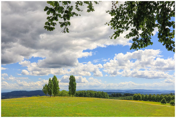 Blühende Sommerwiese mit Pappeln beim Hofgut Dauenberg 6461