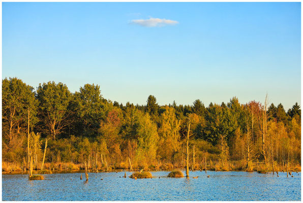 Uferlandschaft Schwenninger Moos 7717