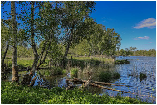 Uferlandschaft Moorsee mit "Biberbissspuren" 7397