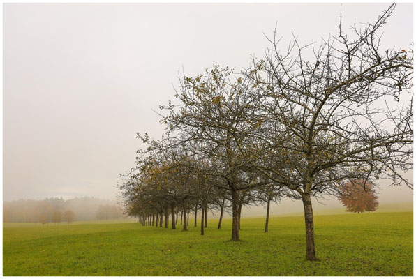 Landschaft beim Hofgut Dauenberg 8990