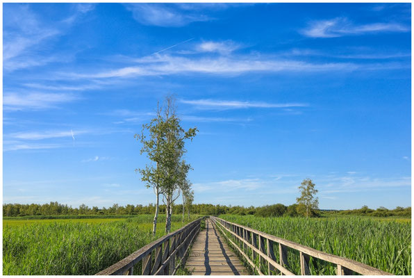Federseesteg mit Riedlandschaft 0310