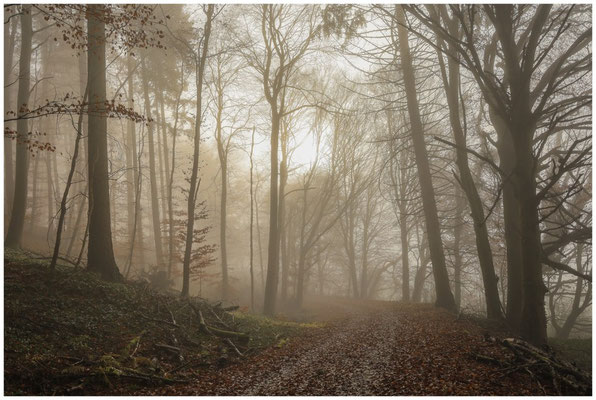 Waldweg 9423