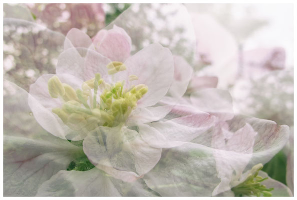 Apfelblüten auf einer Streuobstwiese bei Bermatingen 3506