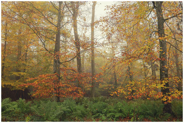 Herbstliche Laubbäume im Nebel 4829