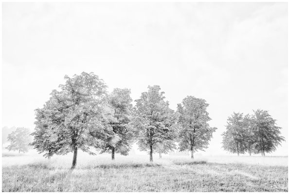 Bäume s/w 0596