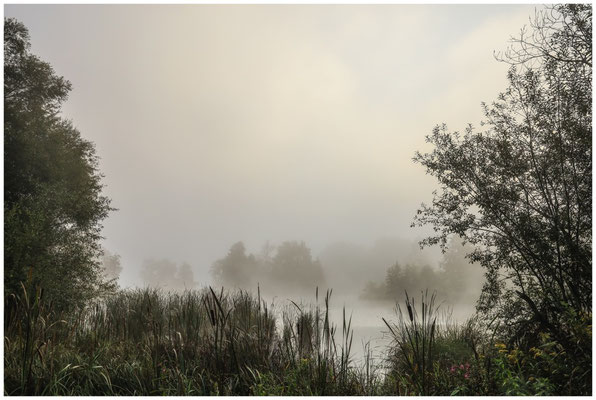 Uferlandschaft Schwackenreuter Seen 6884