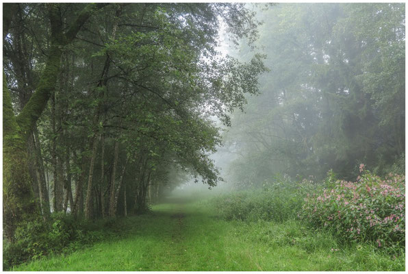 Weg entlang der Schwackenreuter Seen 6849