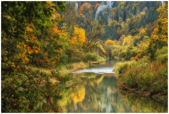 Herbstliche Farben an der Donau 8049