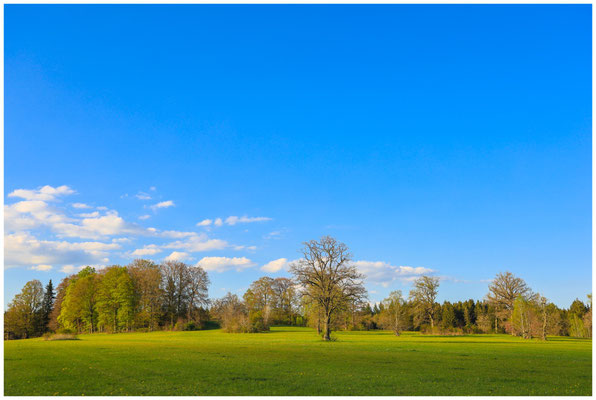 Frühling im Irndorfer Hardt 5427