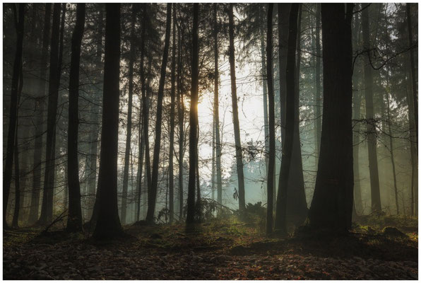 Sonne und Nebel 9625