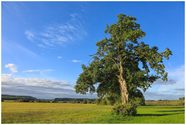 Baum im Heudorfer Ried 7276