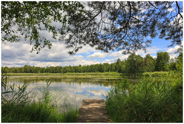 Uferlandschaft Riedsee mit Steg 6178