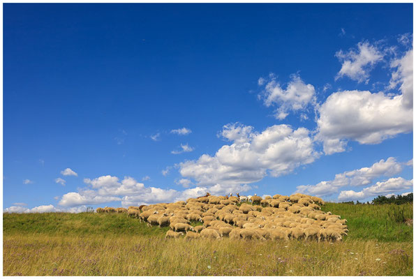 Landschaftspflege bei der Heuneburg 6088