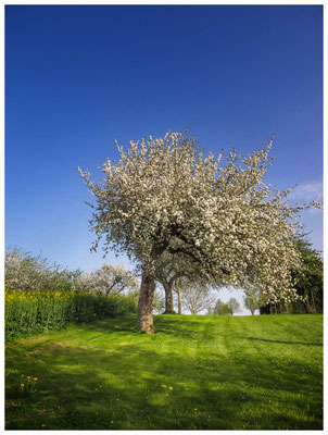 Streuobstwiese bei Bermatingen 3556