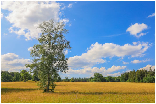 Sommerlandschaft mit Birke 0696