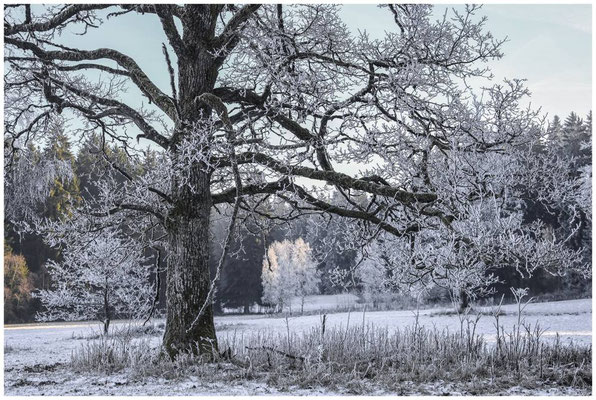 Winterlandschaft Irndorfer Hardt 9563