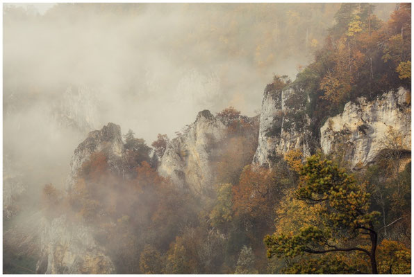Jurakalksteinfelsen im Donautal 8570
