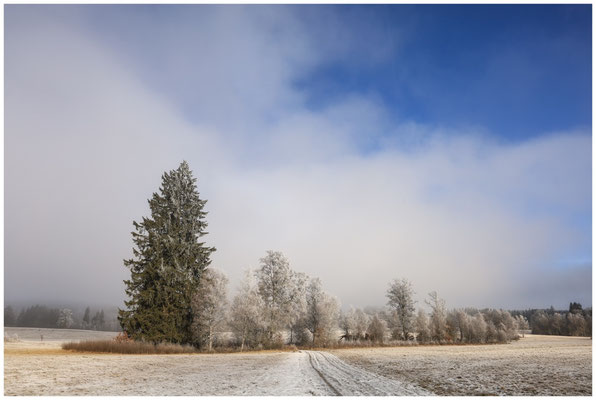 Nebel und Raureif im Irndorfer Hardt 9497