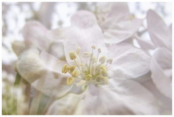 Apfelblüten auf einer Streuobstwiese bei Bermatingen 3493