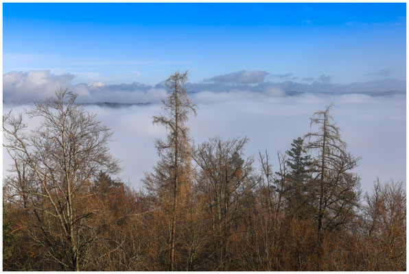 Blick von der Ruine Altbodman auf den Nebel über dem Bodensee 9761
