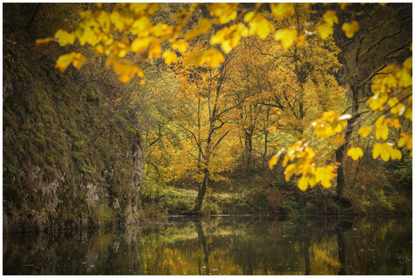 Herbstliche Uferlandschaft Donau 8577