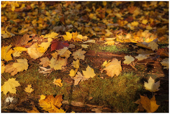 Herbstlaub auf Baumstamm 9366