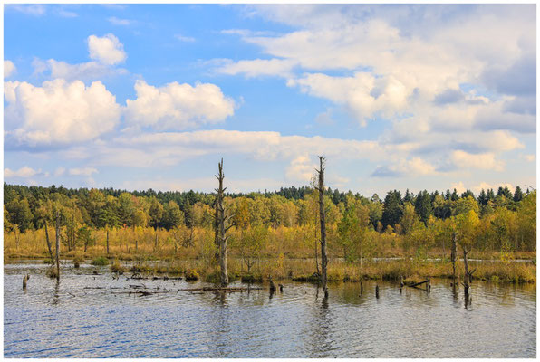 Uferlandschaft mit Totholz - Schwenninger Moos 7471