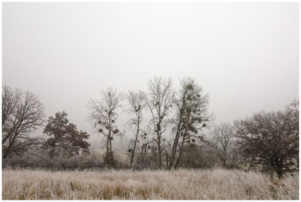 Nebel und Raureif bei Eigeltingen 9731
