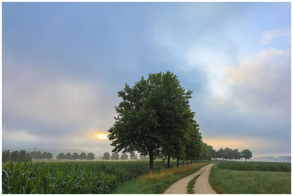 Morgenstimmung bei Eigeltingen-Homberg 0468