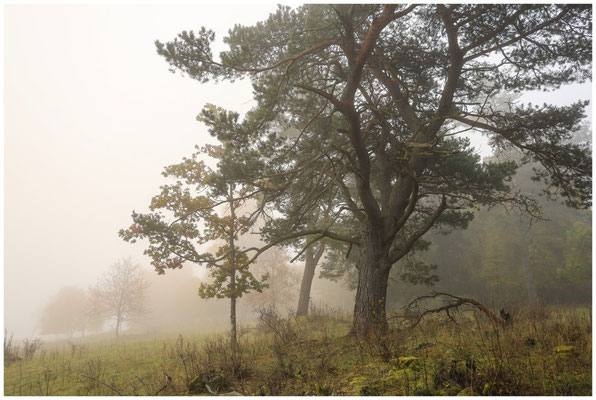 Nebel im Naturschutzgebiet Stiegelesfelsen bei Fridingen 8461