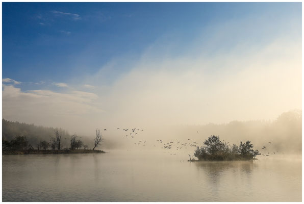 Uferlandschaft Schwackenreuter Seen mit Nebelresten und flüchtenden Gänsen 8846