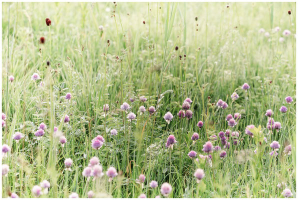 Riedwiese mit Kantenlauch und Wiesenknopf 2995