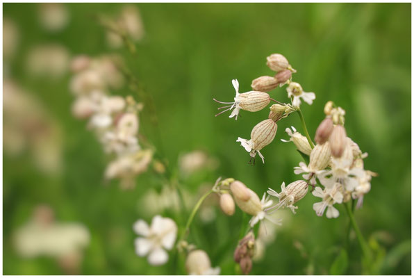 Taubenkropf-Leimkraut (Silene vulgaris) 9980
