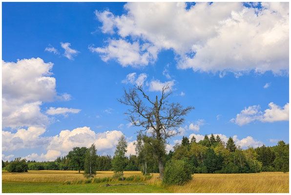 Sommerlandschaft Irndorfer Hardt 0657