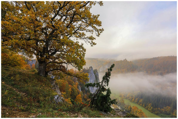 Aussichtspunkt Burgstall mit Eiche und Wacholderbusch 8618